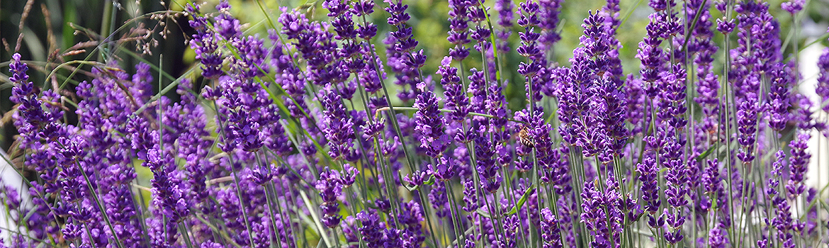 Lavendelöl aus den Lavendelblüten selbst herstellen